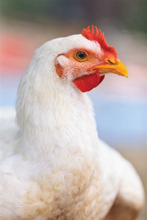 Poultry Scotland Island Community Website