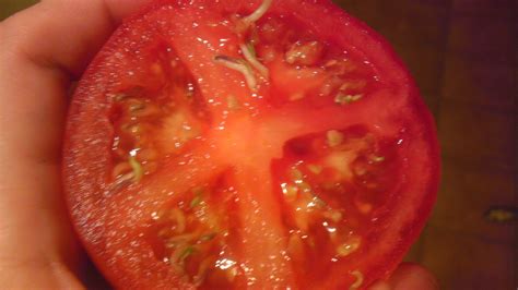 A Tomatos Seeds Were Sprouting From Inside The Tomato R