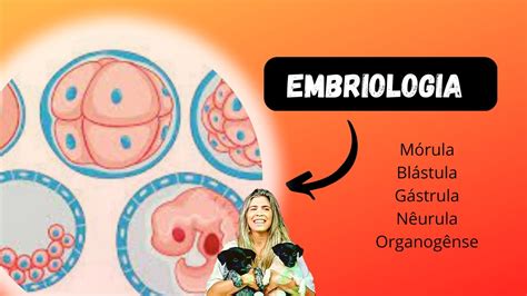 Embriologia Mórula Blástula Gástrula Nêurula E Organogênese Youtube