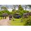 Big 5 African Animals Safari Animal Facts  National Geographic
