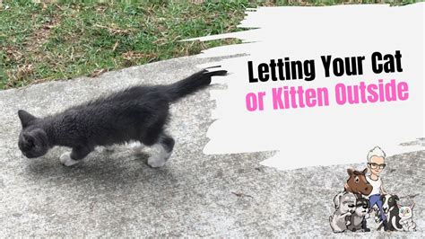 Episode 41 Letting Your Cat Or Kitten Outside For The First Time Cat