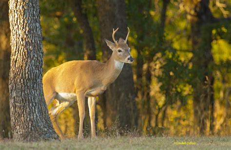 Whitetail Behavior This Young Cross Timbers Buck Is Exhi Flickr