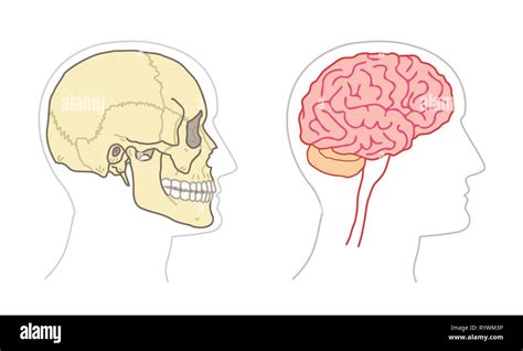 Dibujos De Anatomía Humana El Cerebro Y El Cráneo Vistas Laterales