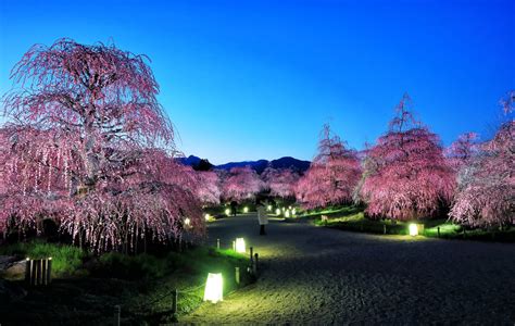 Sakura Trees In Tokyo At Night Hd Wallpaper Background Image