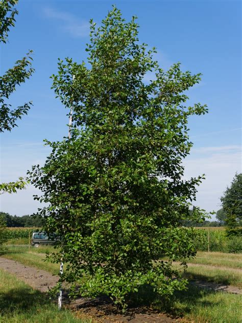 Alnus Glutinosa Common Alder Van Den Berk Nurseries
