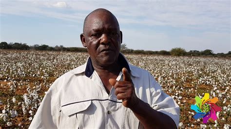 Growing Bt Cotton In South Africa Youtube