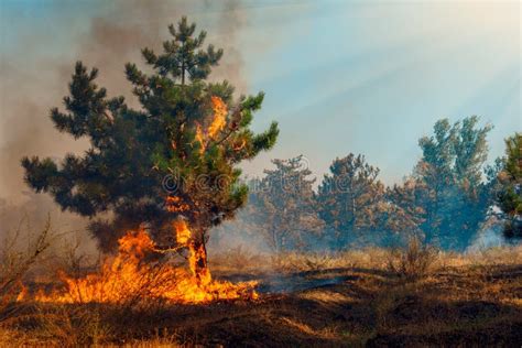 Forest Fire Wildfire Burning Tree In Red And Orange Color Stock Image