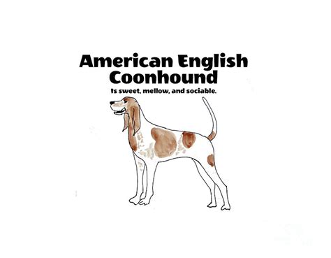 American English Coonhound Drawing By Carol Veiga Fine Art America