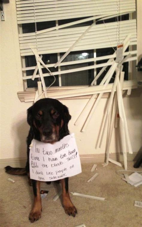 Dog Shaming Hilarious Pictures Of Pet Shaming At Its Best