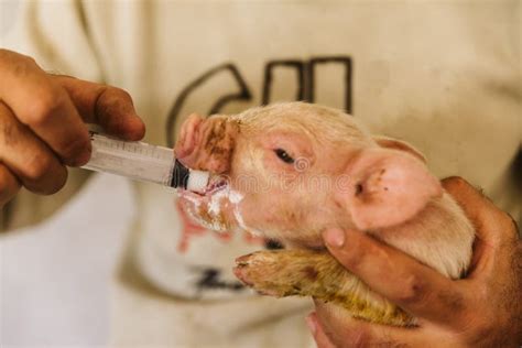 Cute Little Pig Drinking Milk From Syringe Stock Photo Image Of Farm