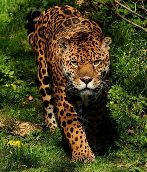 Jaguar Wild Cats Big Cats Animals Beautiful