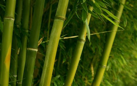 2560x1600 Bamboo Stalks Leaves Tropics Wallpaper Coolwallpapersme