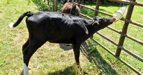 How To Raise A Bottle Calf Jaguza Farm Support