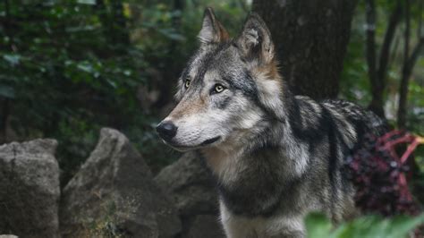Restore Endangered Species Act Protection For Gray Wolves