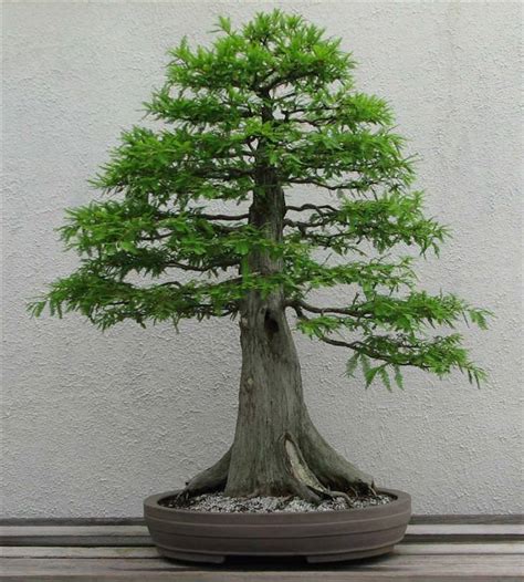 20 Brilliant Bonsai Trees You Have To See Nature Babamail