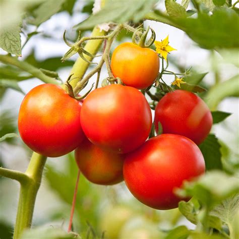 Low to high newest rating. Tomato & Blossom Set Spray