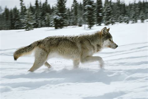 Did You Know? Idaho's Wolf Hunting Rules Have Changed. - Living with Wolves