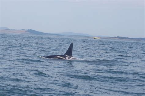 Orca on a Whale Watching Tour | Whale watching, Whale watching tours, Whale