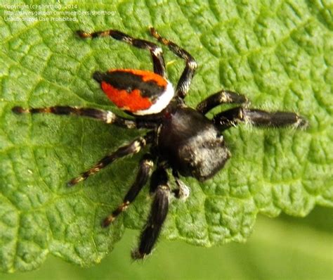From the ozark national forest to the mississippi river, you'll find arkansas hiking trails, atv trails, mountain biking trails and more in arkansas state parks all over the state! Bug Pictures: Jumping Spider (Phidippus clarus) by C_A_Ivy