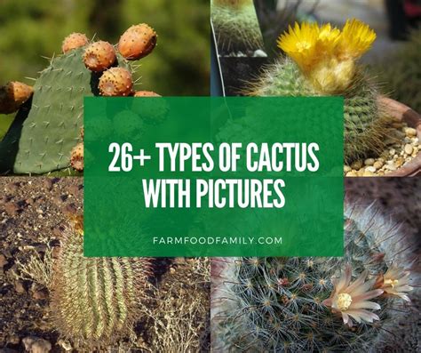 26 Types Of Cactus With Pictures And Fun Facts Indoor And Outdoor