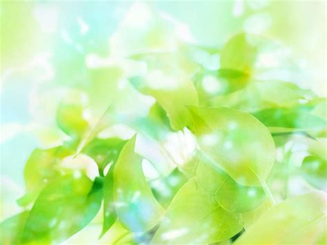 Soft Green Wallpapers Top Free Soft Green Backgrounds Wallpaperaccess