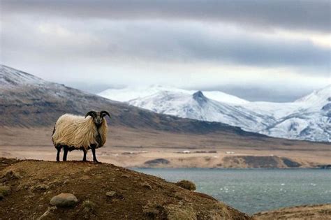 Icelandic Sheep The Original Highland Hikers Iceland Monitor