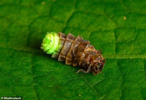 New Project Is Introducing The Dwindling Glow Worm To The Countryside