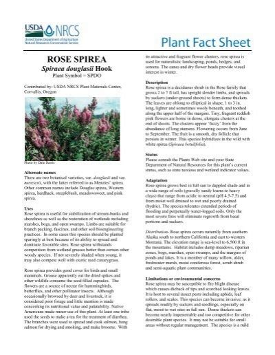 Rose Spirea Plant Fact Sheet Usda Plants Database