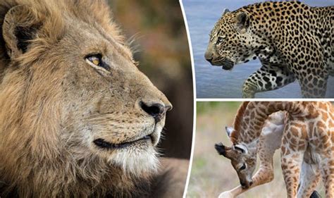 Africa Animal Pictures Stunning Gallery Of Work By Penny