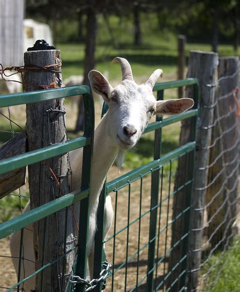 friendly goat flickr photo sharing
