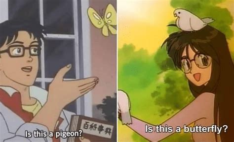 04.04.2020 · is this butterfly meme creator. Meme Generator - Is this a pigeon and is this a butterfly - Newfa Stuff