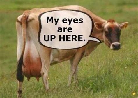 I Guess Us Guys Are Predictable Cows Funny Cow Quotes Animal Captions