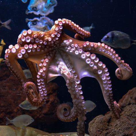 World Octopus Day October 8 2023 National Today