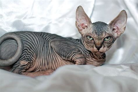 Quickly find the best offers for sphynx cat for sale on newsnow classifieds. April 15th - Cat week Day 4 - Sphynx Cats : SketchDaily