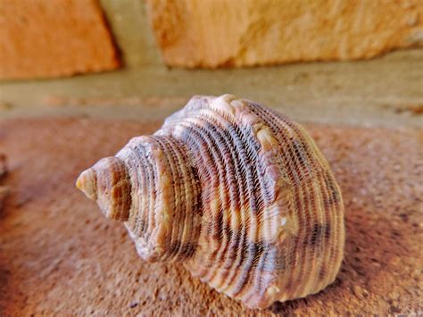 Free Picture Colorful Detail Seashell Conch Shell Mollusk Nature