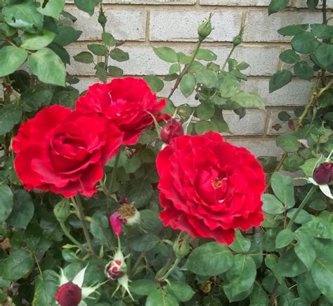 My Cooking And My Garden The Red Roses