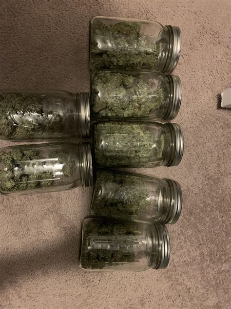 Harvested 7 ounces from 2 plants. : OKmarijuana
