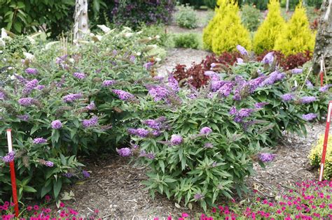 Pugster Periwinkle Butterfly Bush