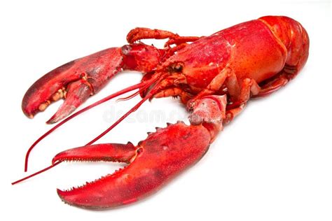 Lobster Stock Photo Image Of Menu Dinner Freshness 18355052