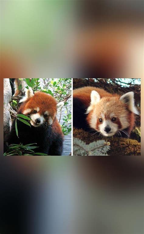 Red Panda Is Not One But Two Separate Species Dna Evidence Shows
