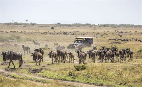 Masai Mara National Reserve Kenya The Complete Guide