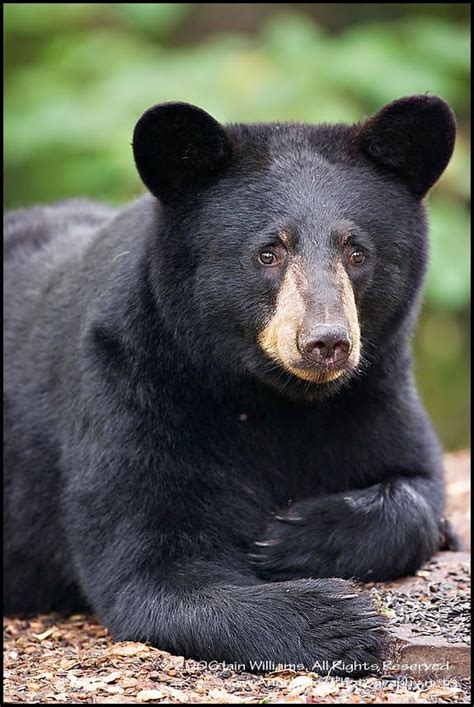 Black Bear Ursus Americanus Usa By Anaspides Photography Iain D