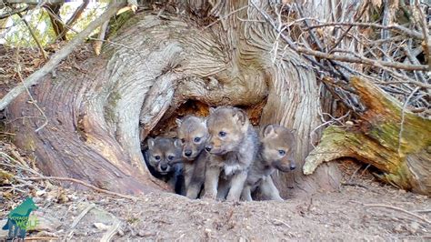 Wolf Den With 5 Pups Under Ancient Cedar Tree Youtube