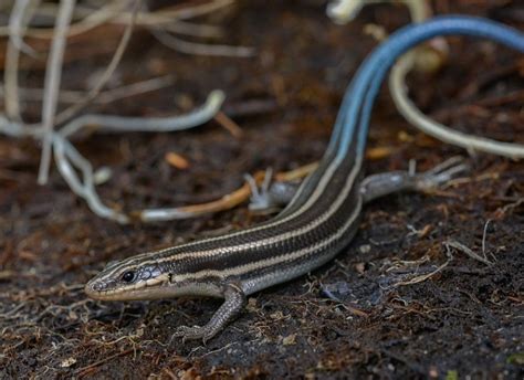 9 Lizard Species Found In Virginia With Pictures Pet Keen