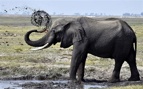 Elephant Spraying Water Water Elephant Wildlife Animals Tusk Hd