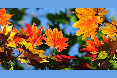 What Delightful Autumn Color Are You?