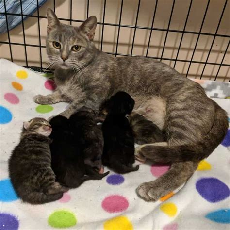 Couple Refuses To Leave Stray Mama Cat And Her Newborn Kittens Behind When They Move Cole