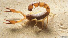 392 x 400 jpeg 38 кб. Deathstalker - Yellow, Poison Stinger in the Desert | Desert scorpion, Scorpion and Insects