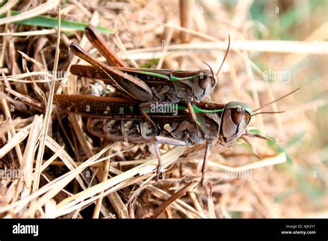 Life Cycle Of Grasshopper Hi Res Stock Photography And Images Alamy