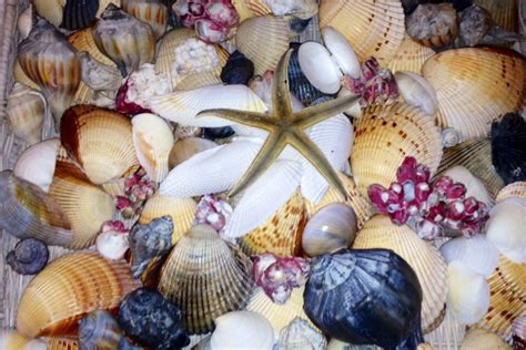 Shells From The Texas Gulf Coast Little Island Paradise Island